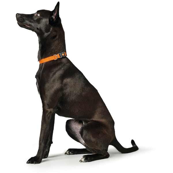 Hunter London Vario Basic Collar 39 - 64 Orange 3 Hunter London Vario Basic Collar 39 - 64 Orange - Image 3