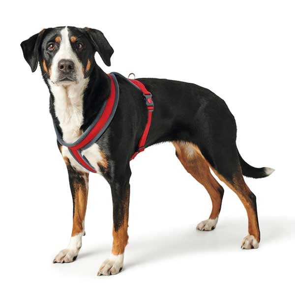 Hunter London Comfort Harness 39 - 47cm (XS-S) Red 6 Hunter London Comfort Harness 39 - 47cm (XS-S) Red - Image 6