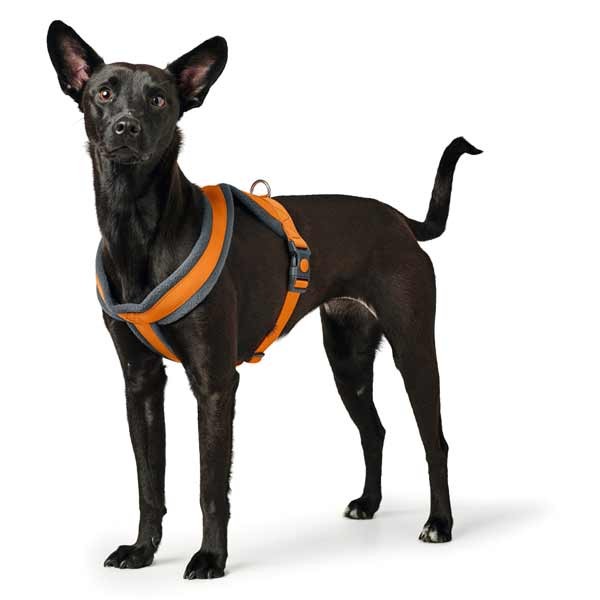 Hunter London Comfort Harness 52 - 62cm (S-M) Orange 6 Hunter London Comfort Harness 52 - 62cm (S-M) Orange - Image 6