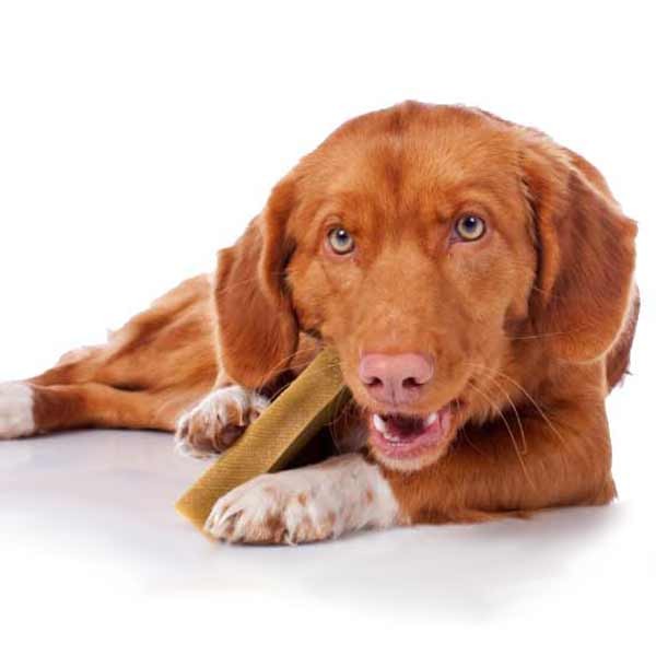Yakers Yak Milk Chew Original Extra Large Single Dog Treat 4 Yakers Yak Milk Chew Original Extra Large Single Dog Treat - Image 4