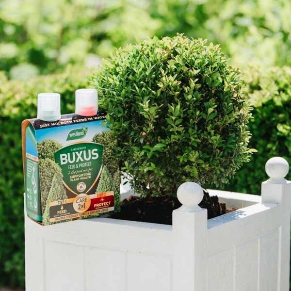 Westland Buxus Feed & Protect 2x500ml 3 Westland Buxus Feed & Protect 2x500ml - Image 3