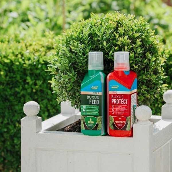 Westland Buxus Feed & Protect 2x500ml 4 Westland Buxus Feed & Protect 2x500ml - Image 4