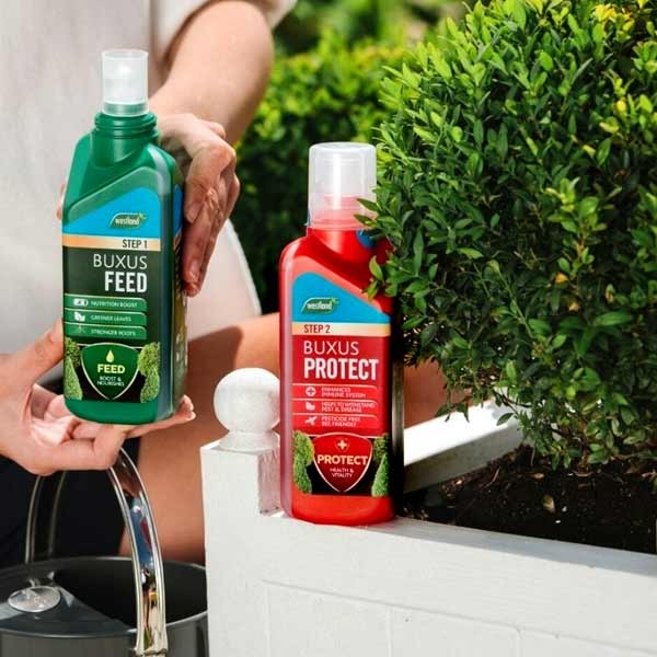 Westland Buxus Feed & Protect 2x500ml 5 Westland Buxus Feed & Protect 2x500ml - Image 5