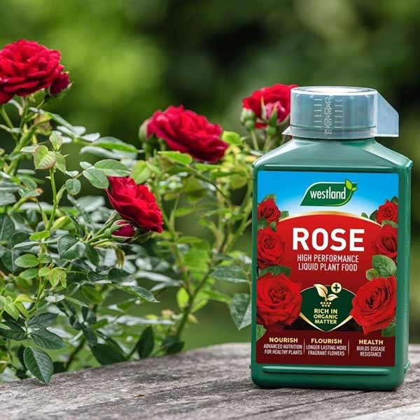 Westland Rose High Performance Liquid Plant Food 1 Litre 3 Westland Rose High Performance Liquid Plant Food 1 Litre - Image 3