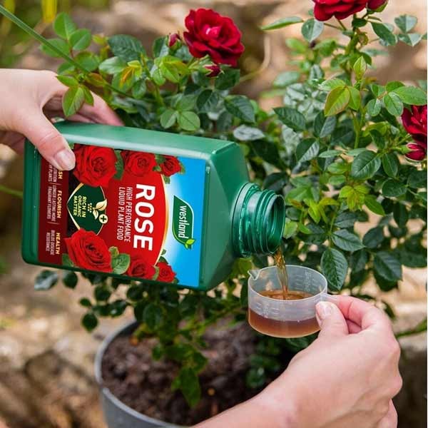 Westland Rose High Performance Liquid Plant Food 1 Litre 4 Westland Rose High Performance Liquid Plant Food 1 Litre - Image 4
