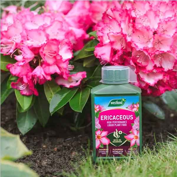 Westland Ericaceous High Performance Liquid Plant Food 1 Litre 3 Westland Ericaceous High Performance Liquid Plant Food 1 Litre - Image 3