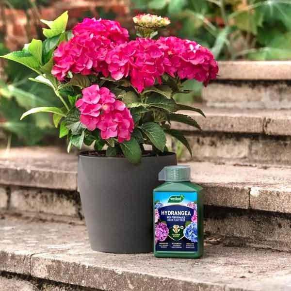 Westland Hydrangea High Performance Liquid Plant Food 1 Litre 3 Westland Hydrangea High Performance Liquid Plant Food 1 Litre - Image 3