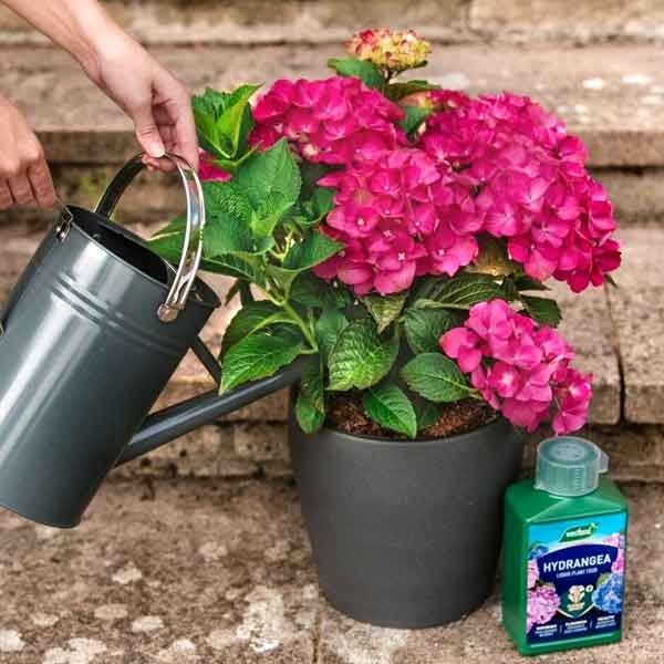 Westland Hydrangea High Performance Liquid Plant Food 1 Litre 4 Westland Hydrangea High Performance Liquid Plant Food 1 Litre - Image 4