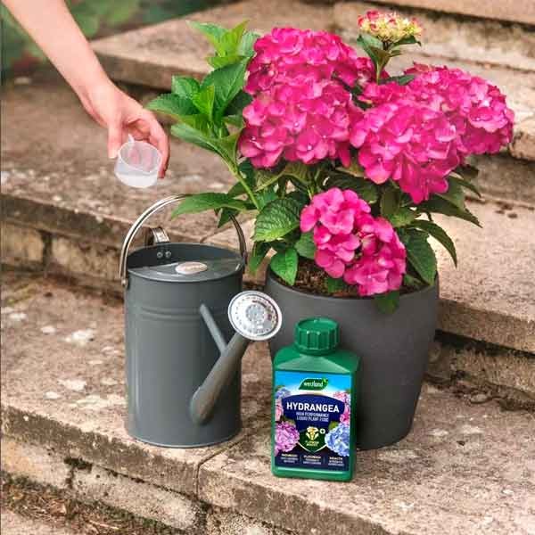 Westland Hydrangea High Performance Liquid Plant Food 1 Litre 5 Westland Hydrangea High Performance Liquid Plant Food 1 Litre - Image 5