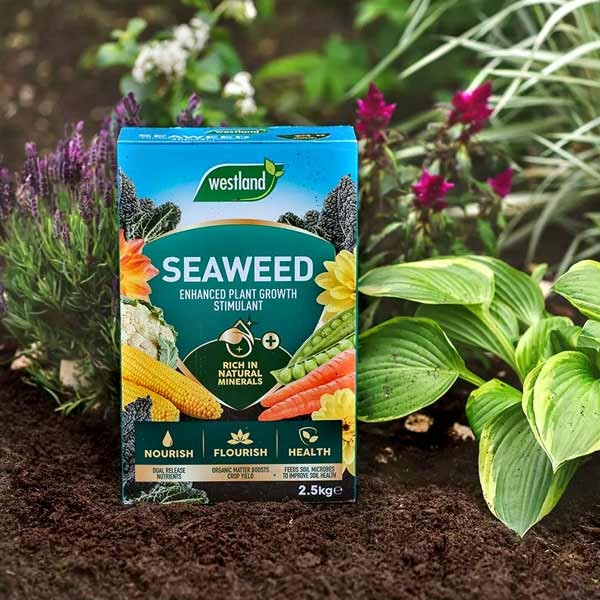 Westland Seaweed Enhanced Plant Growth Stimulant 2.5kg 2 Westland Seaweed Enhanced Plant Growth Stimulant 2.5kg - Image 2