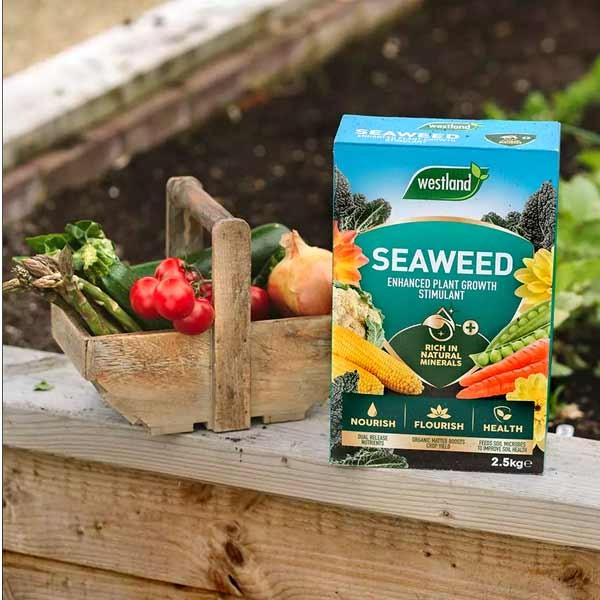 Westland Seaweed Enhanced Plant Growth Stimulant 2.5kg 4 Westland Seaweed Enhanced Plant Growth Stimulant 2.5kg - Image 4