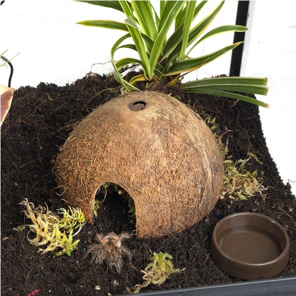 HabiStat Spider Starter Kit 2 HabiStat Spider Starter Kit - Image 2