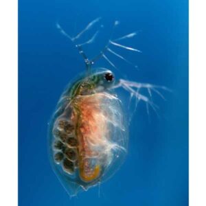 Instore Live Daphnia 100ml
