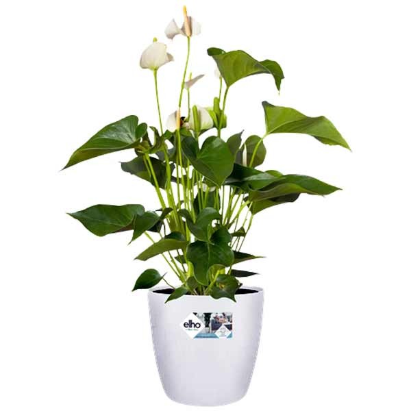 Elho Brussels Round White 16cm Flower Pot 2 Elho Brussels Round White 16cm Flower Pot - Image 2