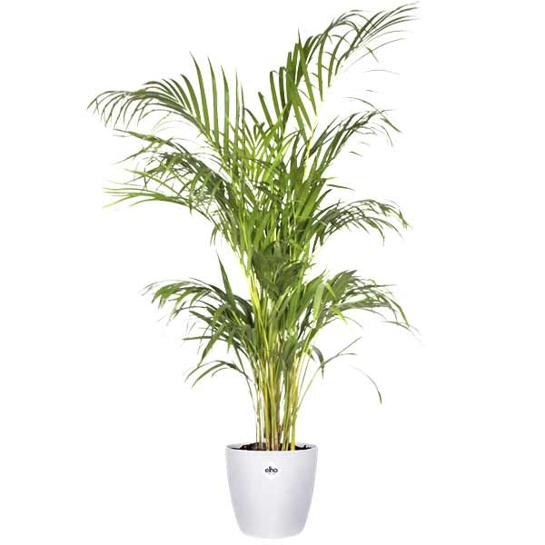 Elho Brussels Round White 16cm Flower Pot 3 Elho Brussels Round White 16cm Flower Pot - Image 3