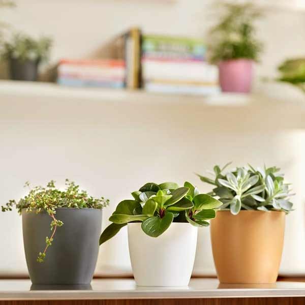 Elho Brussels Round Anthracite Mini 7cm Flower Pot 4 Elho Brussels Round Anthracite Mini 7cm Flower Pot - Image 4