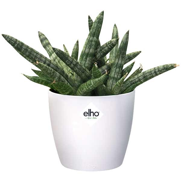 Elho Brussels Round White Mini 7cm Flower Pot 3 Elho Brussels Round White Mini 7cm Flower Pot - Image 3