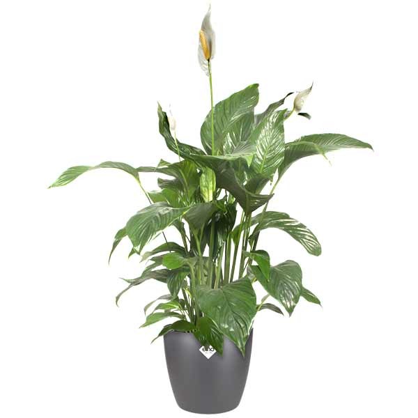 Elho Brussels Round Anthracite Mini 10cm Flower Pot 2 Elho Brussels Round Anthracite Mini 10cm Flower Pot - Image 2