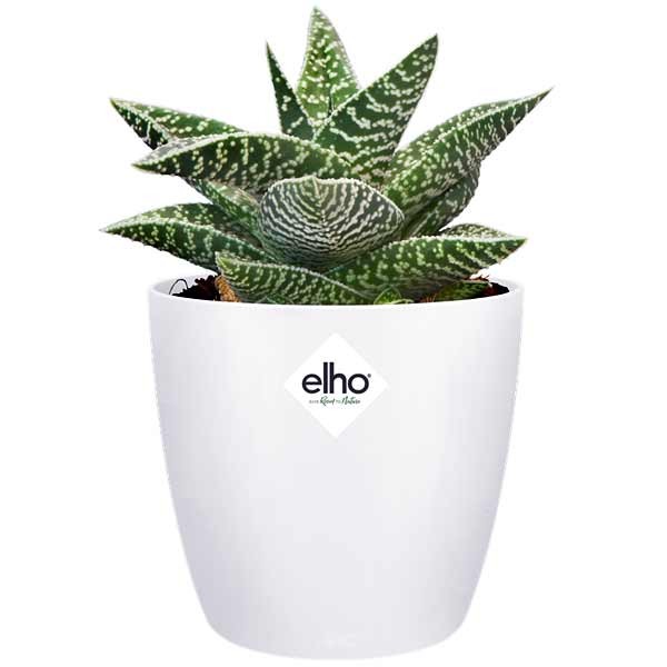 Elho Brussels Round White Mini 10cm Flower Pot 2 Elho Brussels Round White Mini 10cm Flower Pot - Image 2