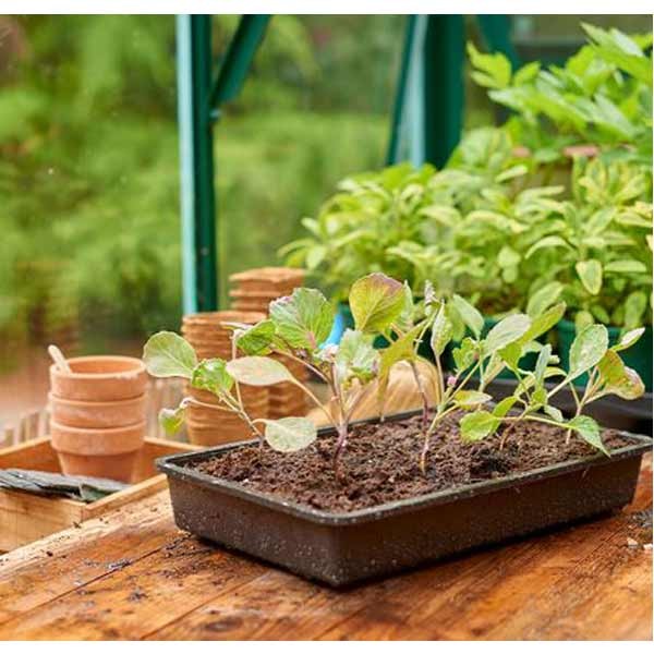 Grow it Standard Seed Tray Rigid Single 3 Grow it Standard Seed Tray Rigid Single - Image 3
