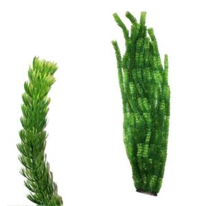 Hugo Kamishi x-Large Plant Green 3 95cm