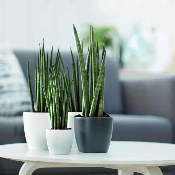 Elho Brussels Round White 18cm Flower Pot 5 Elho Brussels Round White 18cm Flower Pot - Image 5