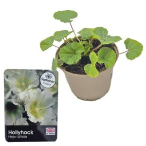 Hollyhock Halo White 1 Litre pot