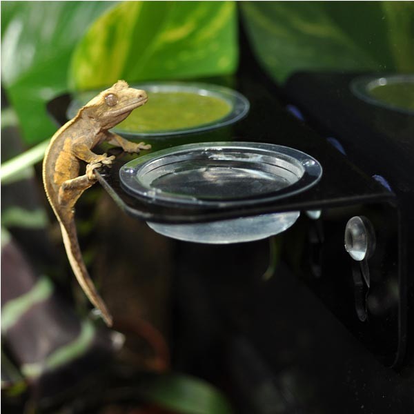 Habistat Crested Gecko Accessory Kit 7 Habistat Crested Gecko Accessory Kit - Image 7