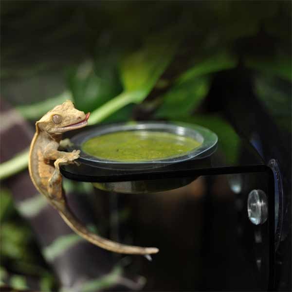Habistat Arboreal Single Feeding Ledge 5 Habistat Arboreal Single Feeding Ledge - Image 5
