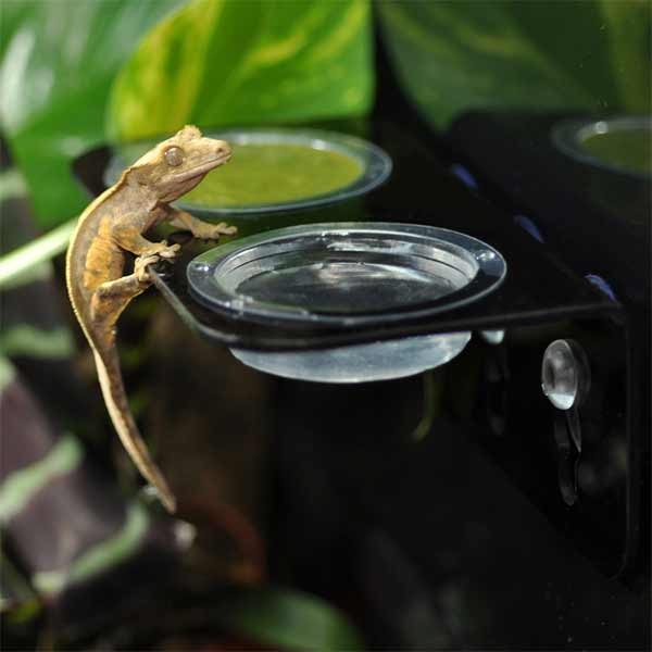 Habistat Arboreal Double Feeding Ledge 4 Habistat Arboreal Double Feeding Ledge - Image 4