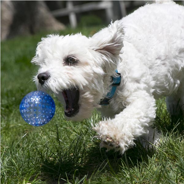 KONG Squeezz Geodz 2 Pack Large Dog Toy 2 KONG Squeezz Geodz 2 Pack Large Dog Toy - Image 2