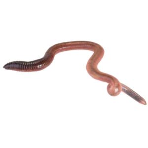 Instore Giant Lob Worms (Lumbricus) Pre-Pack