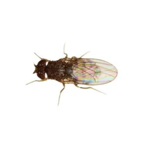 Home Delivery Flightless Fruitflies (Flies Only)