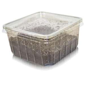 Home Delivery Springtails Pre-Pack