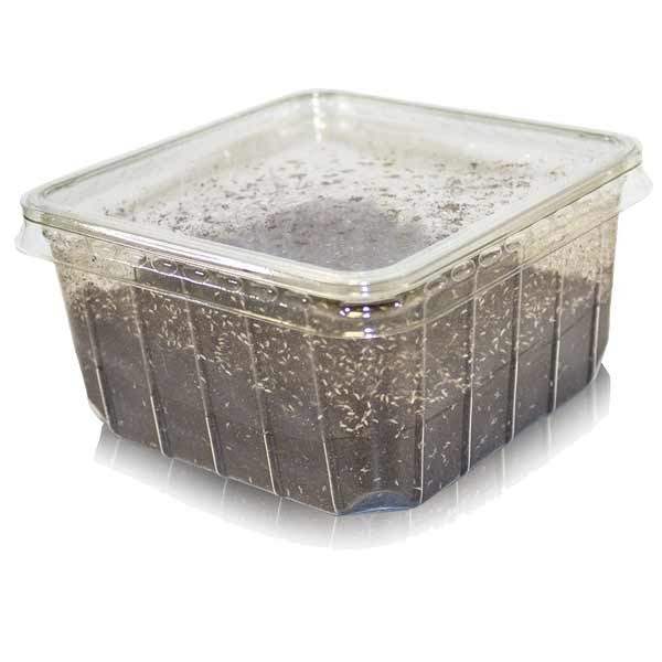 Home Delivery Springtails Pre-Pack 1 Home Delivery Springtails Pre-Pack
