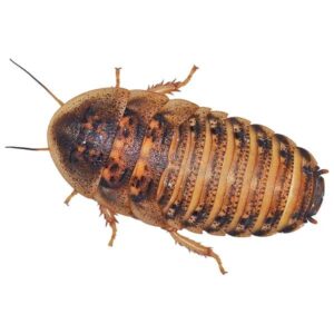 Instore Dubia Cockroaches Pre Pack Medium