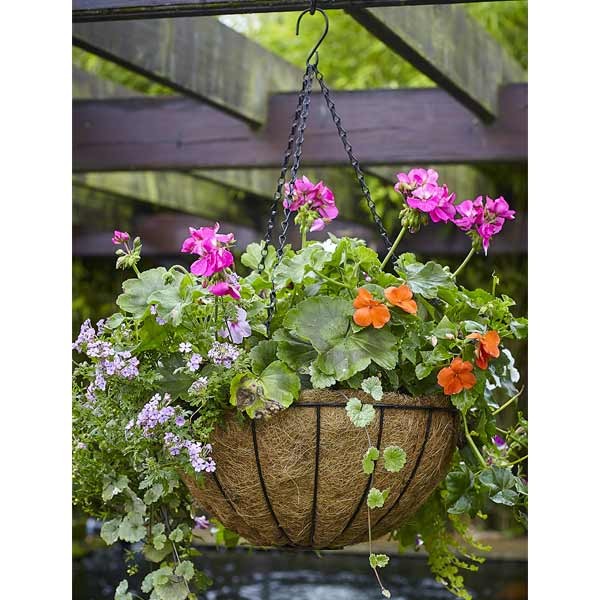 Tom Chambers Traditional Hanging Basket 40cm 3 Tom Chambers Traditional Hanging Basket 40cm - Image 3