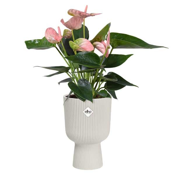 Elho Vibes Fold Coupe Silky White 14cm Flower Pot 3 Elho Vibes Fold Coupe Silky White 14cm Flower Pot - Image 3