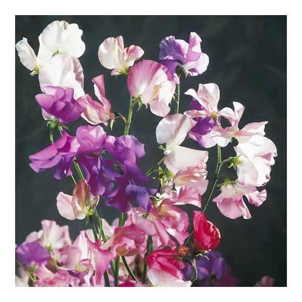 Unwins Sweet Pea Galaxy Mix Seeds 2 Unwins Sweet Pea Galaxy Mix Seeds - Image 2
