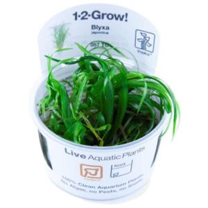 Tropica 1-2-Grow! Blyxa japonica Rosulate Pot