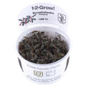 Tropica 1-2-Grow! Bucephalandra 'Kedagang' Rhizomatous Pot