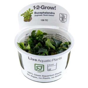 Tropica 1-2-Grow! Bucephalandra pygmaea 'Bukit Kelam' Rhizomatous Pot
