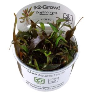 Tropica 1-2-Grow! Cryptocoryne undulatus 'Red' Rosulate Pot