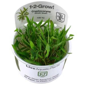 Tropica 1-2-Grow! Cryptocoryne wendtii 'Green' Rosulate Pot