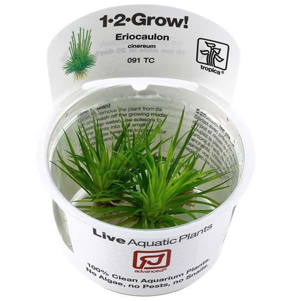 Tropica 1-2-Grow! Eriocaulon cinereum Rosulate Pot 1 Tropica 1-2-Grow! Eriocaulon cinereum Rosulate Pot