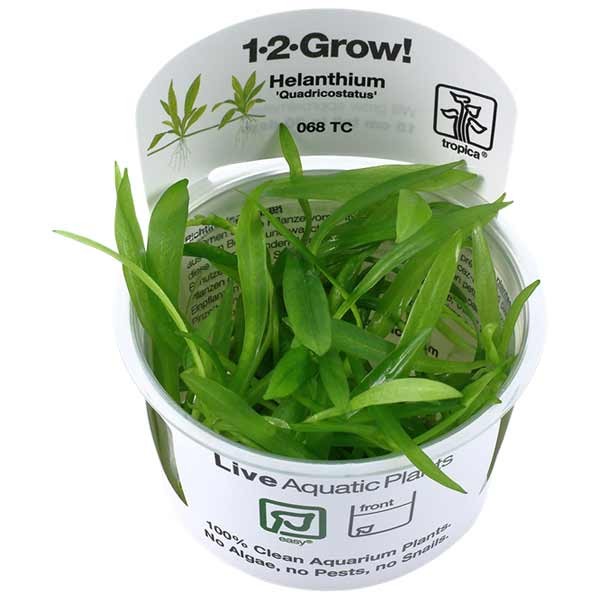 Tropica 1-2-Grow! Helanthium bolivianum 'Quadricostatus' Rosulate Pot 1 Tropica 1-2-Grow! Helanthium bolivianum 'Quadricostatus' Rosulate Pot