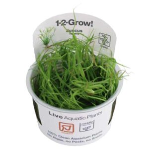 Tropica 1-2-Grow! Juncus repens Stem Pot