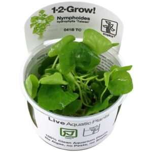 Tropica 1-2-Grow! Nymphoides hydrophylla 'Taiwan' Rhizomatous Pot