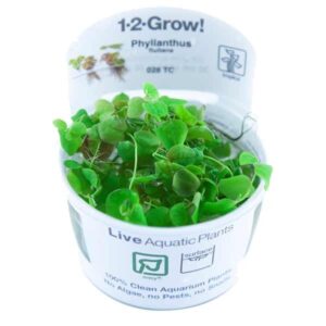 Tropica 1-2-Grow! Phyllanthus fluitans Floating-Plant Pot