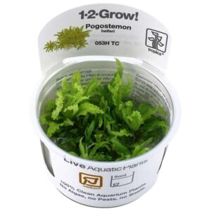 Tropica 1-2-Grow! Pogostemon helferi Stem Pot